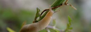 Deroceras reticulatum - daunator culturi agricole